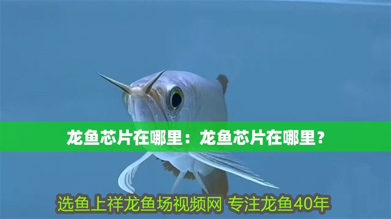 龍魚芯片在哪里：龍魚芯片在哪里？