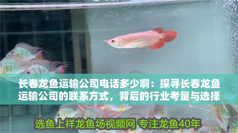 長春龍魚運輸公司電話多少啊：探尋長春龍魚運輸公司的聯系方式，背后的行業考量與選擇要點