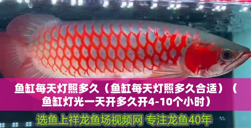 魚缸每天燈照多久（魚缸每天燈照多久合適）（魚缸燈光一天開多久開4-10個(gè)小時(shí)）