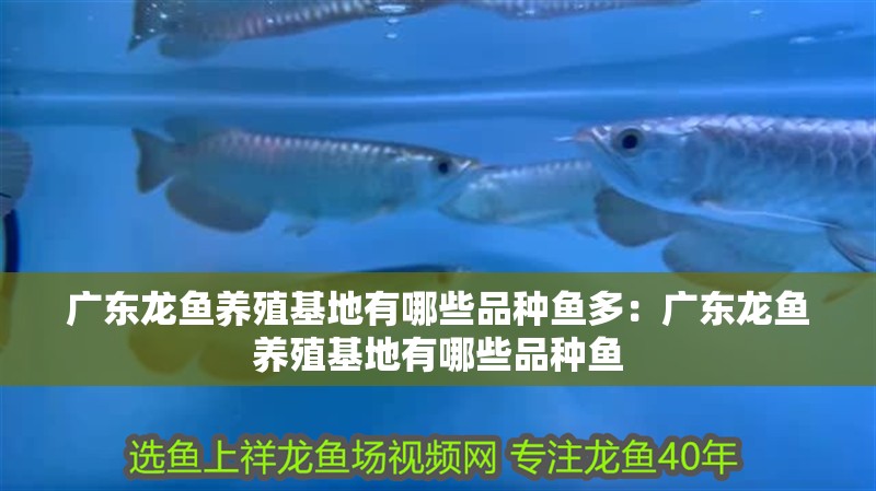 廣東龍魚(yú)養(yǎng)殖基地有哪些品種魚(yú)多：廣東龍魚(yú)養(yǎng)殖基地有哪些品種魚(yú)