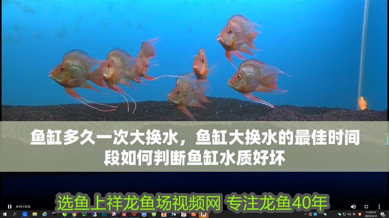 魚缸多久一次大換水，魚缸大換水的最佳時(shí)間段如何判斷魚缸水質(zhì)好壞