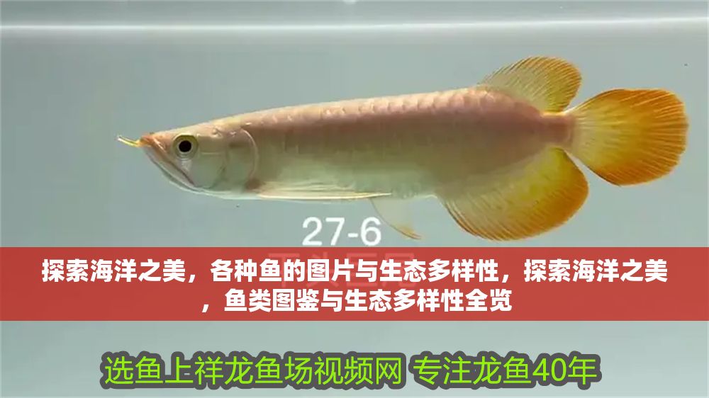 探索海洋之美，各種魚的圖片與生態多樣性，探索海洋之美，魚類圖鑒與生態多樣性全覽