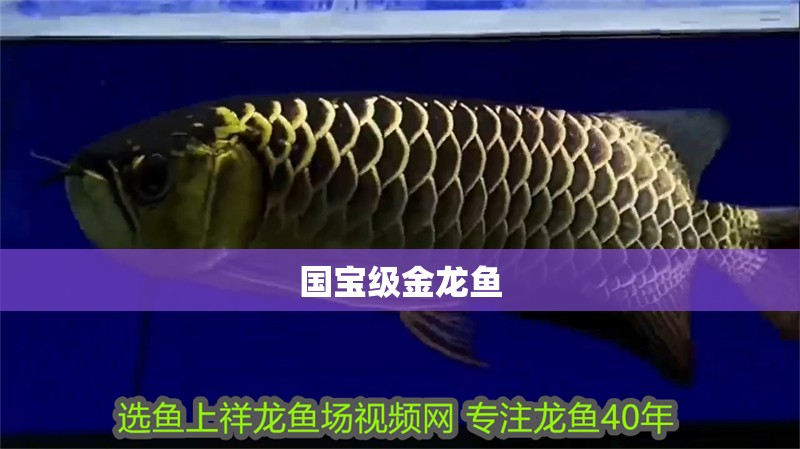 國寶級金龍魚