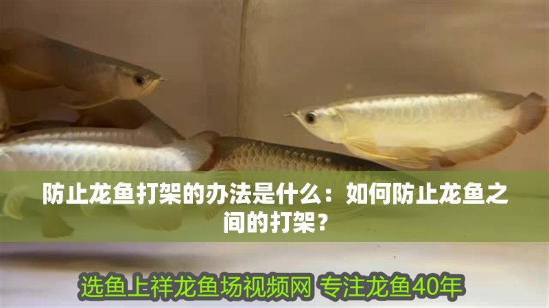 防止龍魚打架的辦法是什么：如何防止龍魚之間的打架？