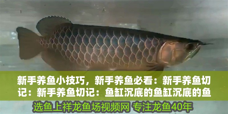 新手養(yǎng)魚小技巧，新手養(yǎng)魚必看：新手養(yǎng)魚切記：新手養(yǎng)魚切記：魚缸沉底的魚缸沉底的魚食怎么辦
