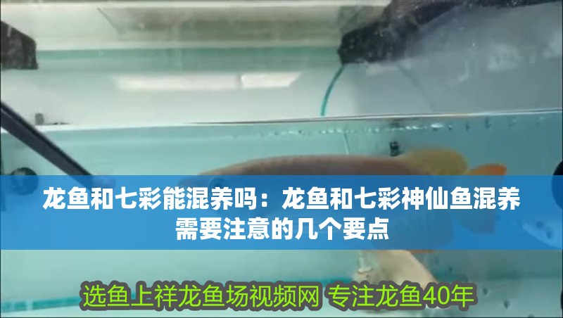 龍魚和七彩能混養嗎：龍魚和七彩神仙魚混養需要注意的幾個要點