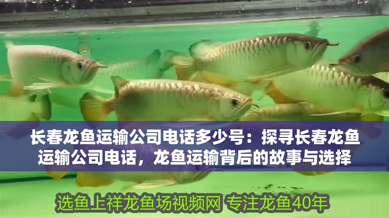 長春龍魚運輸公司電話多少號：探尋長春龍魚運輸公司電話，龍魚運輸背后的故事與選擇