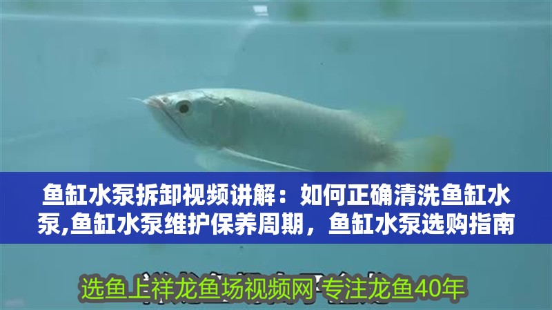魚缸水泵拆卸視頻講解：如何正確清洗魚缸水泵,魚缸水泵維護保養周期，魚缸水泵選購指南
