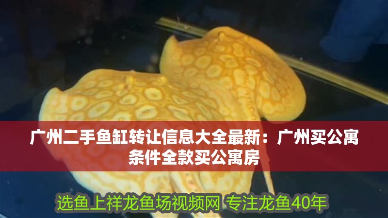廣州二手魚缸轉(zhuǎn)讓信息大全最新：廣州買公寓條件全款買公寓房