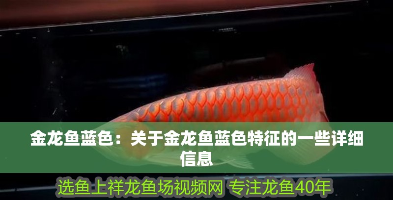 金龍魚藍色：關于金龍魚藍色特征的一些詳細信息