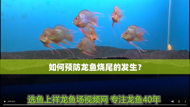 如何預防龍魚燒尾的發生？