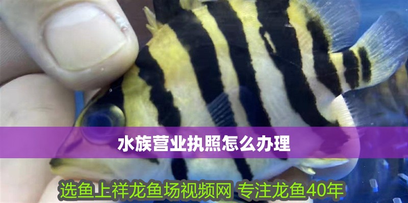 水族營業(yè)執(zhí)照怎么辦理