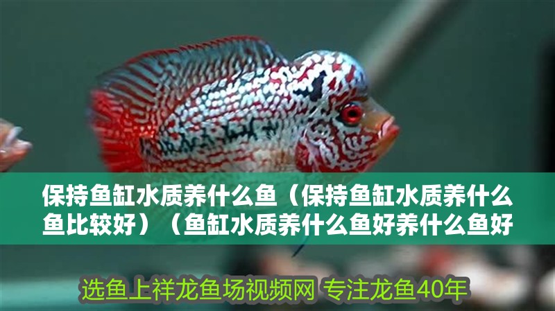 保持魚缸水質養什么魚（保持魚缸水質養什么魚比較好）（魚缸水質養什么魚好養什么魚好養什么魚好養什么魚）