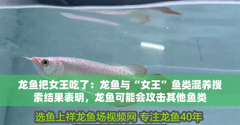 龍魚把女王吃了：龍魚與“女王”魚類混養搜索結果表明，龍魚可能會攻擊其他魚類