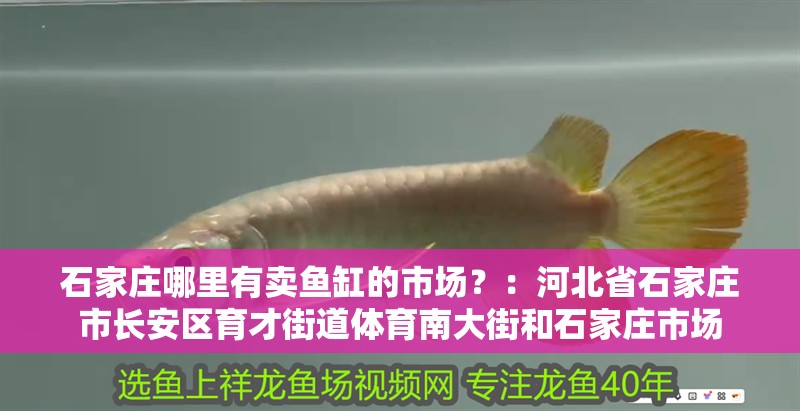 石家莊哪里有賣魚缸的市場？：河北省石家莊市長安區(qū)育才街道體育南大街和石家莊市場