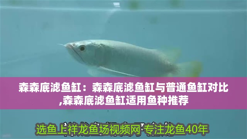 森森底濾魚缸：森森底濾魚缸與普通魚缸對比,森森底濾魚缸適用魚種推薦