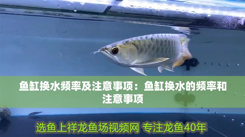 龍魚怕什么 魚缸換水頻率及注意事項:魚缸換水的頻率和注意事項 魚缸百科 魚缸換水頻率及注意事項:魚缸換水的頻率和注意事項 魚缸換水頻率及注意事項:魚缸換水的頻率和注意事項 魚缸百科