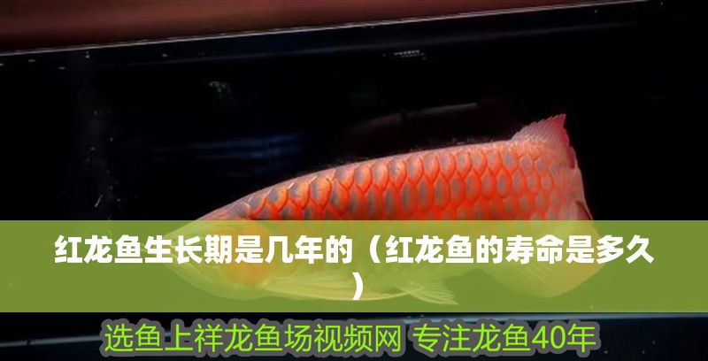 紅龍魚生長期是幾年的（紅龍魚的壽命是多久）
