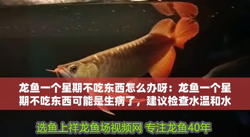 龍魚一個星期不吃東西怎么辦呀：龍魚一個星期不吃東西可能是生病了，建議檢查水溫和水質