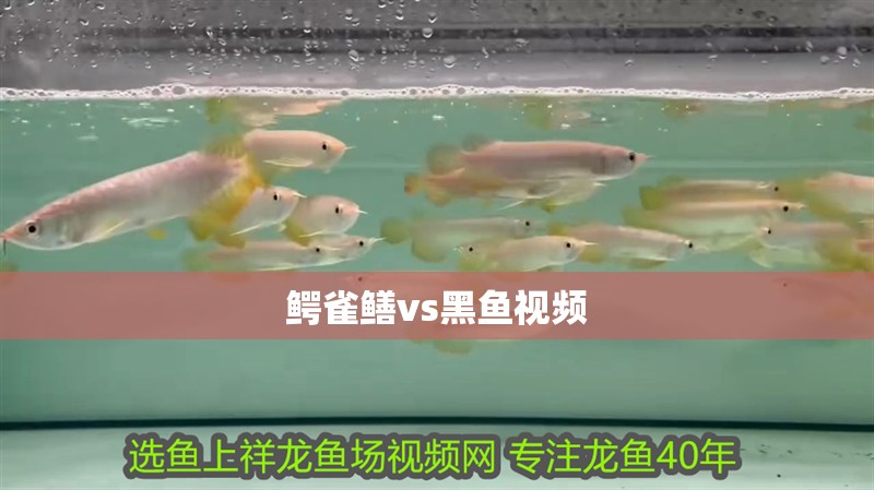 鱷雀鱔vs黑魚視頻