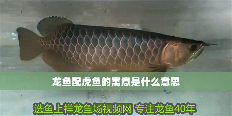 龍魚配虎魚的寓意是什么意思