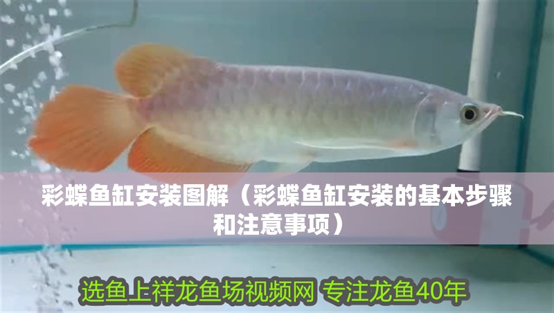 彩蝶魚缸安裝圖解（彩蝶魚缸安裝的基本步驟和注意事項）