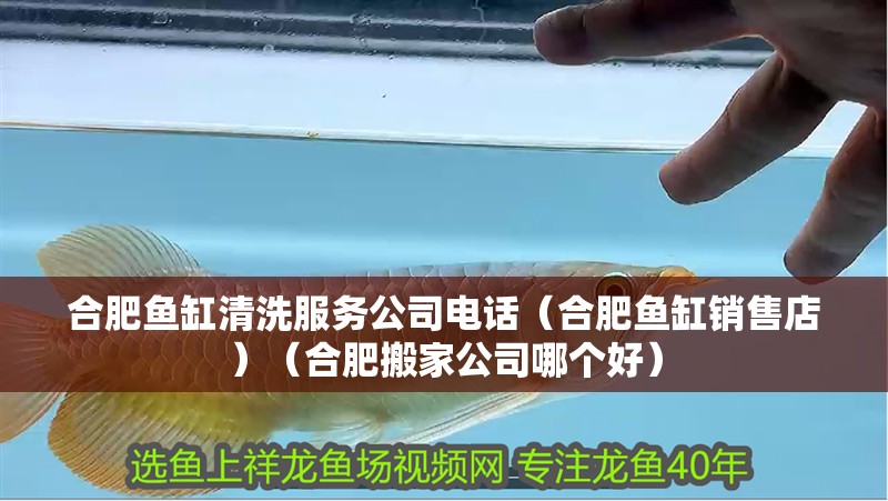 合肥魚缸清洗服務(wù)公司電話（合肥魚缸銷售店）（合肥搬家公司哪個(gè)好）