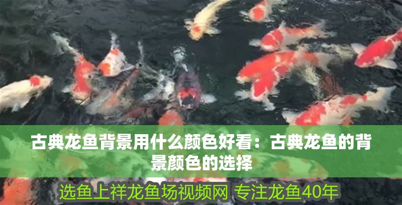 古典龍魚背景用什么顏色好看：古典龍魚的背景顏色的選擇
