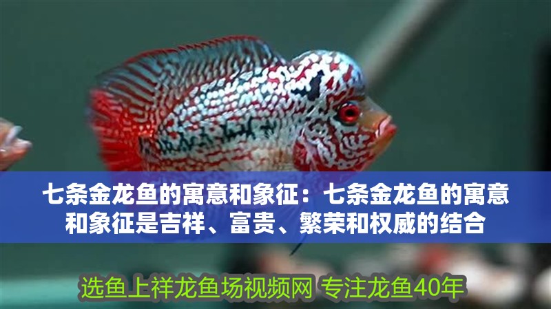 七條金龍魚的寓意和象征：七條金龍魚的寓意和象征是吉祥、富貴、繁榮和權(quán)威的結(jié)合
