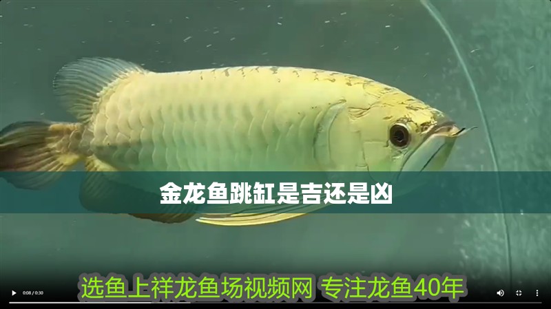 金龍魚跳缸是吉還是兇