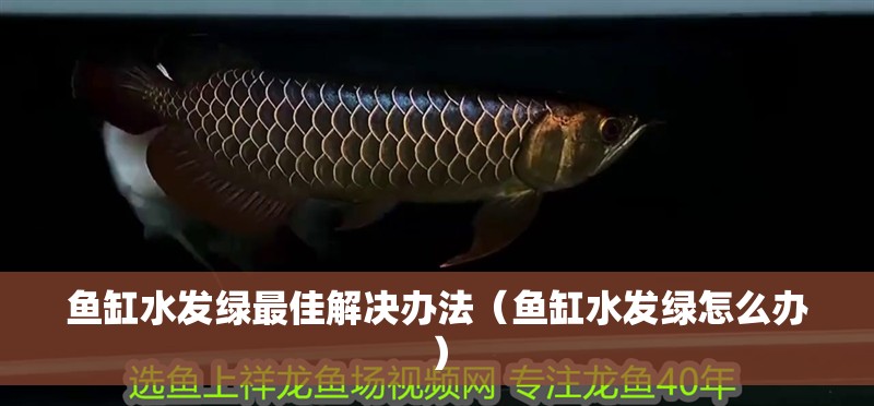 魚缸水發綠最佳解決辦法（魚缸水發綠怎么辦）