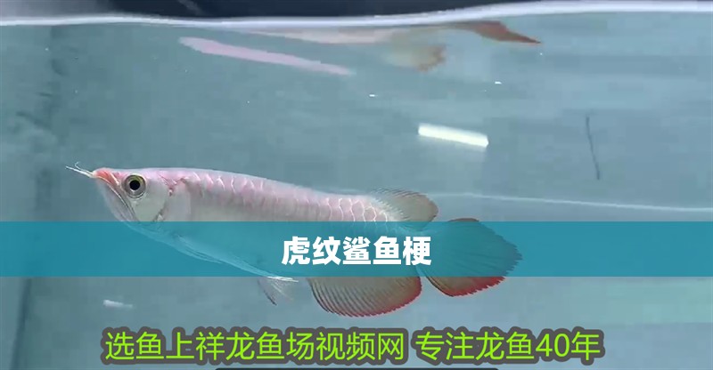 虎紋鯊魚梗