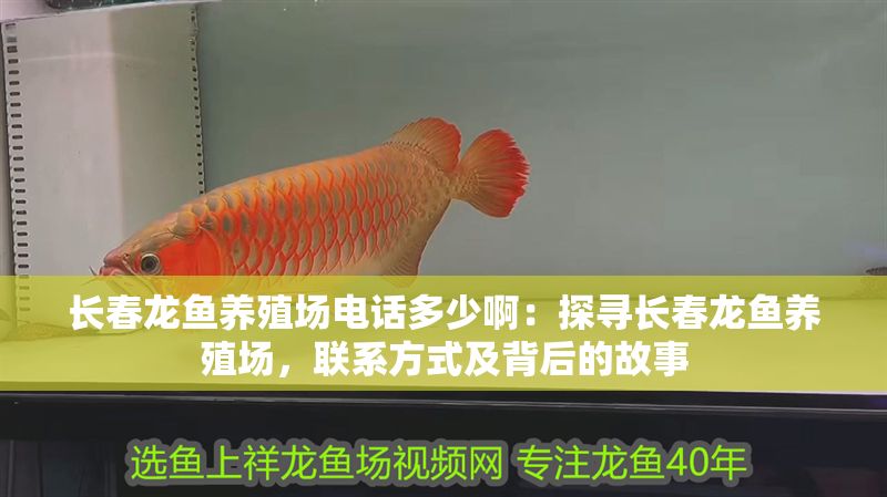 長春龍魚養殖場電話多少啊：探尋長春龍魚養殖場，聯系方式及背后的故事