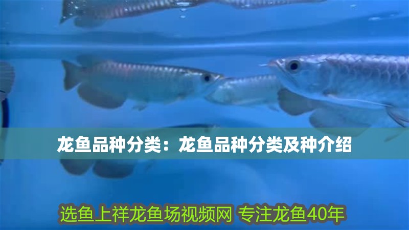 龍魚品種分類：龍魚品種分類及種介紹