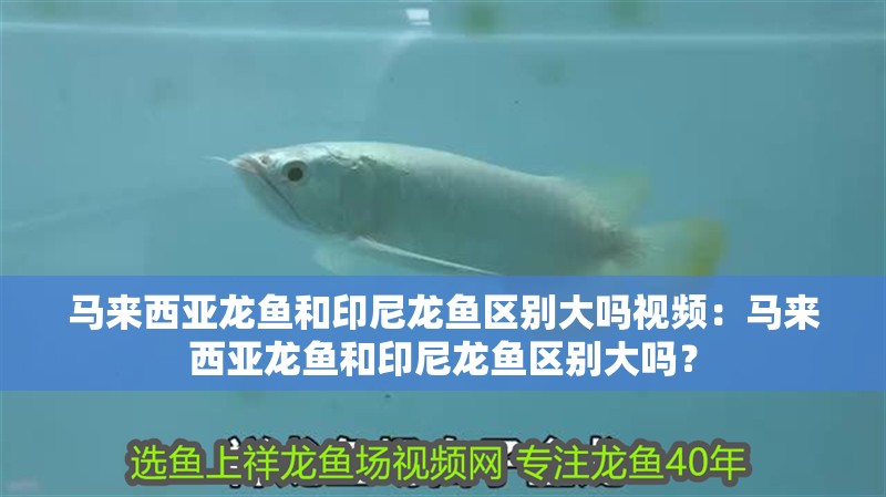 馬來西亞龍魚和印尼龍魚區(qū)別大嗎視頻：馬來西亞龍魚和印尼龍魚區(qū)別大嗎？