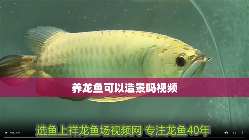 養(yǎng)龍魚可以造景嗎視頻
