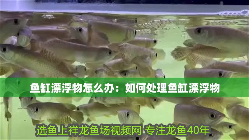 魚缸漂浮物怎么辦：如何處理魚缸漂浮物