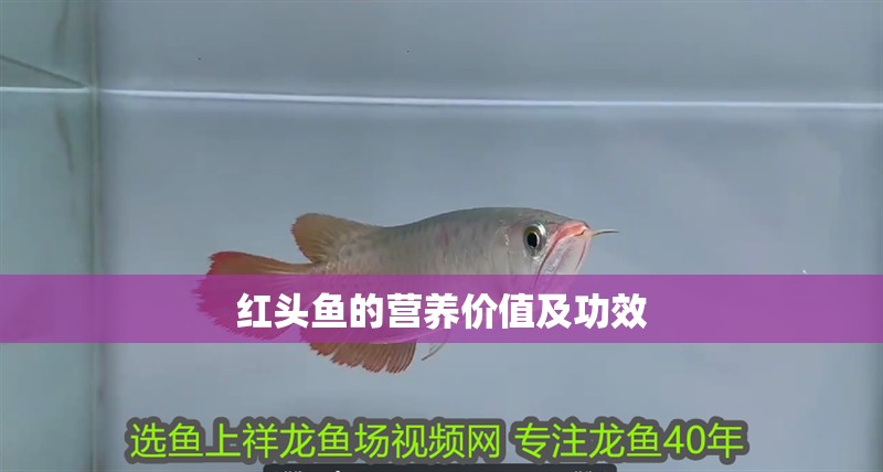 紅頭魚的營養(yǎng)價值及功效 紅頭魚的營養(yǎng)價值及功效 龍魚論壇