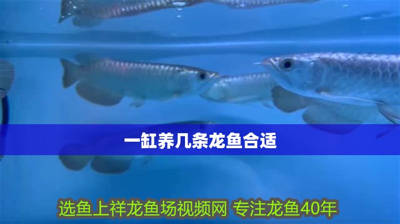 一缸養(yǎng)幾條龍魚合適
