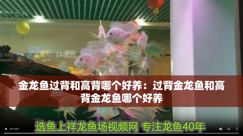 金龍魚過背和高背哪個(gè)好養(yǎng)：過背金龍魚和高背金龍魚哪個(gè)好養(yǎng)