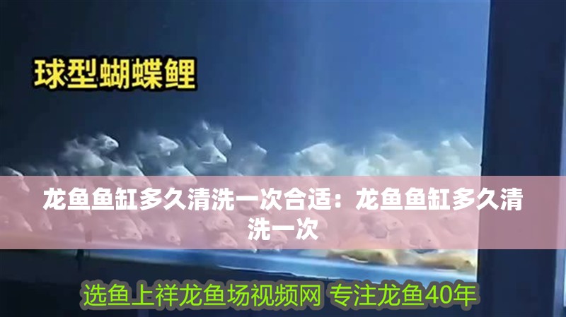 龍魚魚缸多久清洗一次合適：龍魚魚缸多久清洗一次