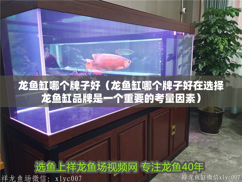 龍魚缸哪個牌子好（龍魚缸哪個牌子好在選擇龍魚缸品牌是一個重要的考量因素）