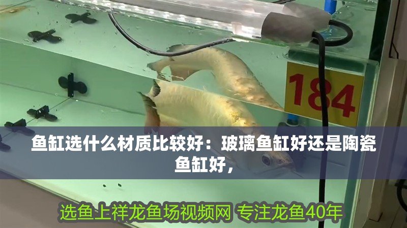 魚缸選什么材質比較好：玻璃魚缸好還是陶瓷魚缸好，