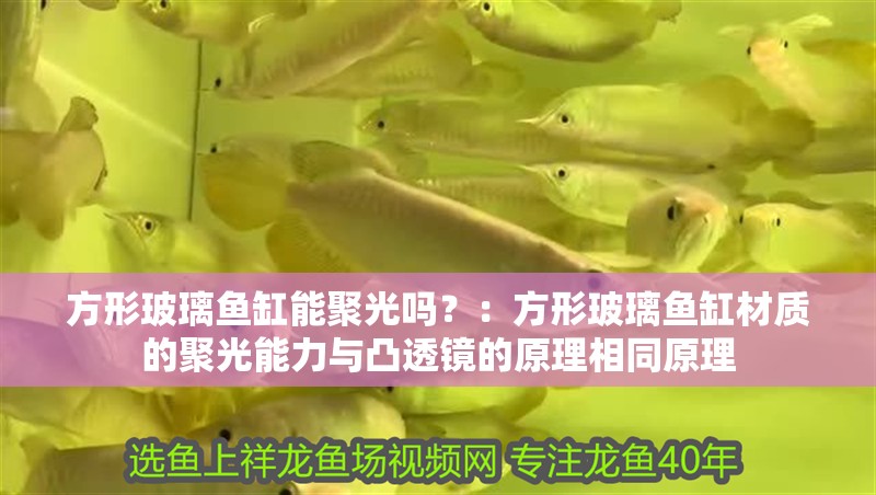 方形玻璃魚缸能聚光嗎？：方形玻璃魚缸材質(zhì)的聚光能力與凸透鏡的原理相同原理