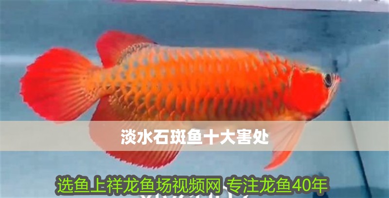 淡水石斑魚十大害處