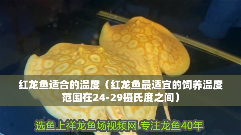 紅龍魚適合的溫度（紅龍魚最適宜的飼養溫度范圍在24-29攝氏度之間）