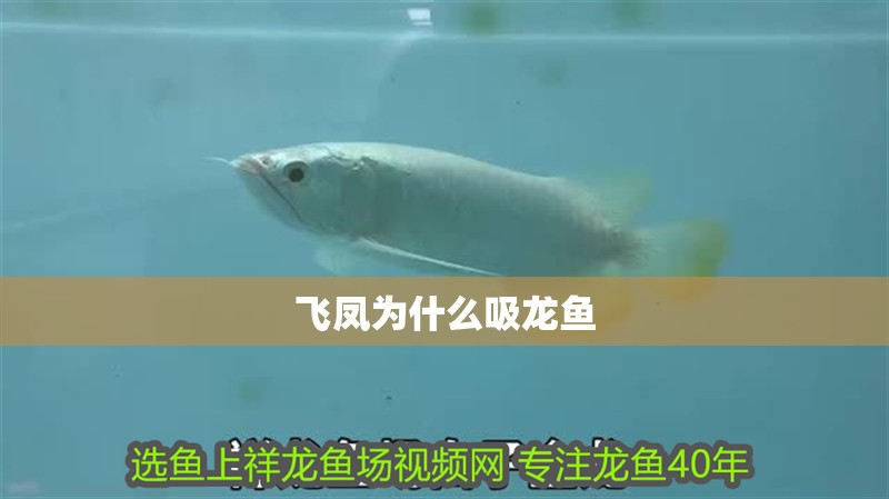 飛鳳為什么吸龍魚