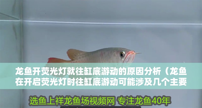 龍魚開熒光燈就往缸底游動的原因分析（龍魚在開啟熒光燈時往缸底游動可能涉及幾個主要原因）