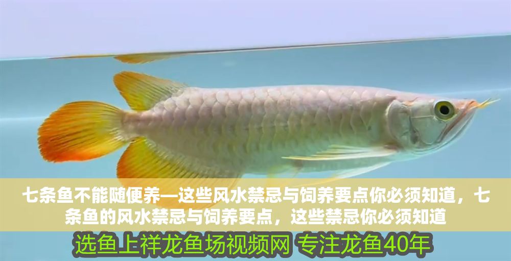 七條魚不能隨便養(yǎng)—這些風(fēng)水禁忌與飼養(yǎng)要點(diǎn)你必須知道，七條魚的風(fēng)水禁忌與飼養(yǎng)要點(diǎn)，這些禁忌你必須知道
