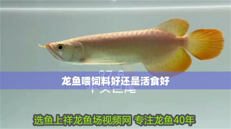 龍魚喂飼料好還是活食好